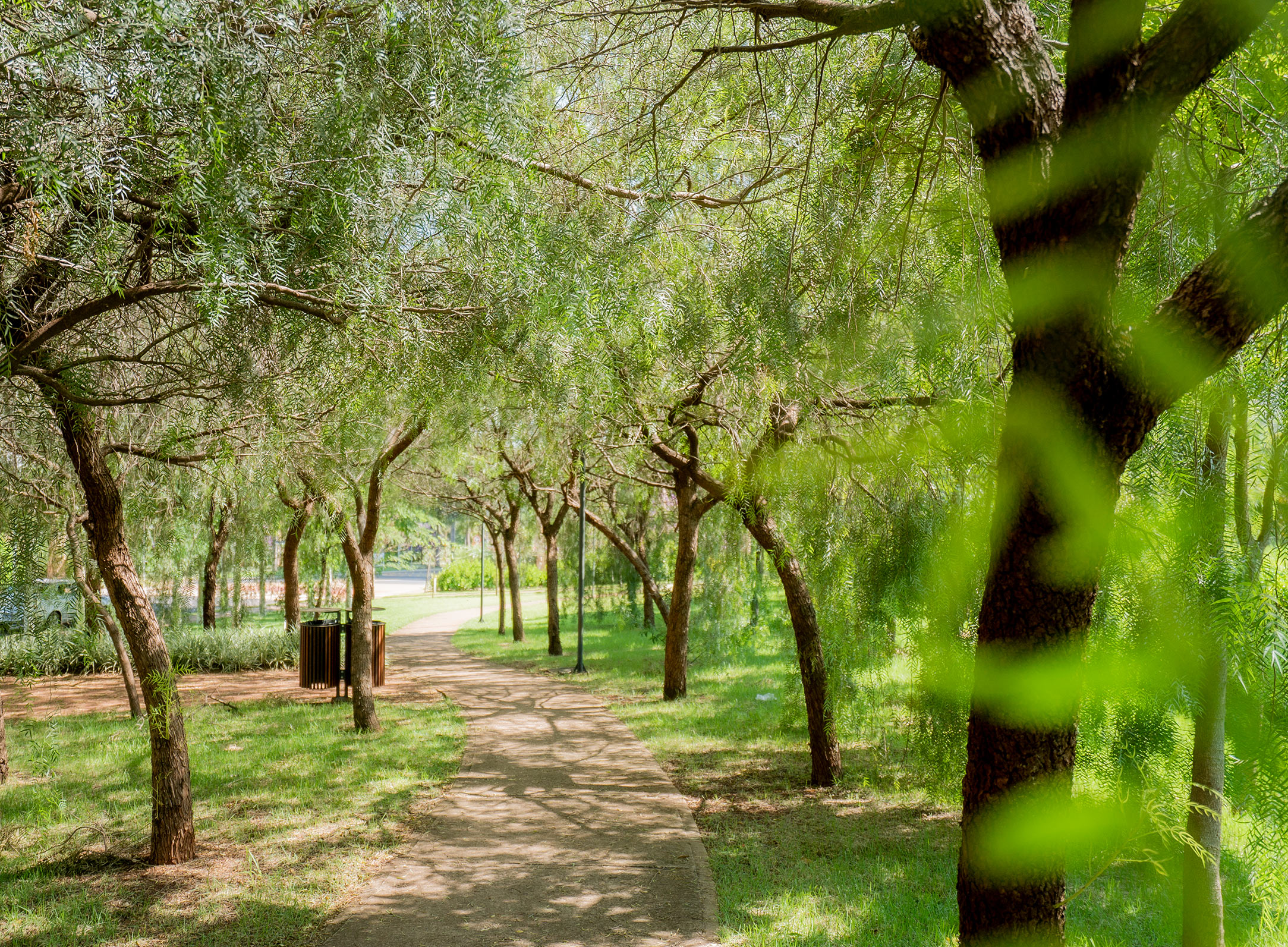Tree-lined path in a Ribeirão Preto park
